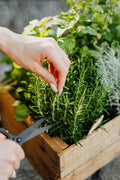 Stainless Steel Herb Scissors (2-Pack)